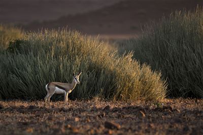 Springbock im Mapungubwe Nationalpark